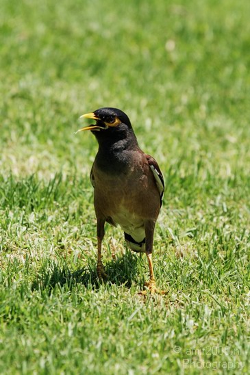 Common_Myna_Nature_Landscape_Photography_004_Canon_EOS_7D.JPG