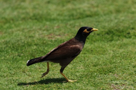Common_Myna_Nature_Landscape_Photography_005_Canon_EOS_7D.JPG