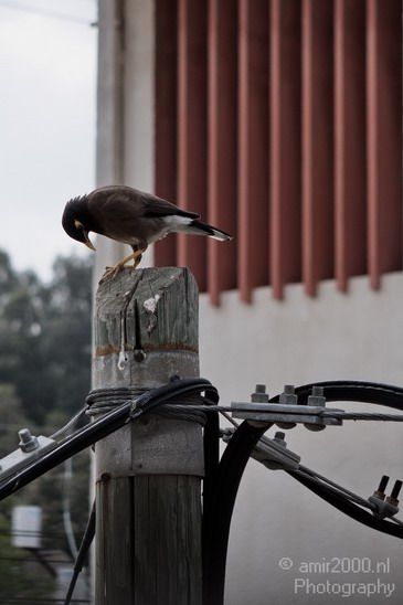Common_Myna_Nature_Landscape_Photography_006_Canon_EOS_7D.JPG