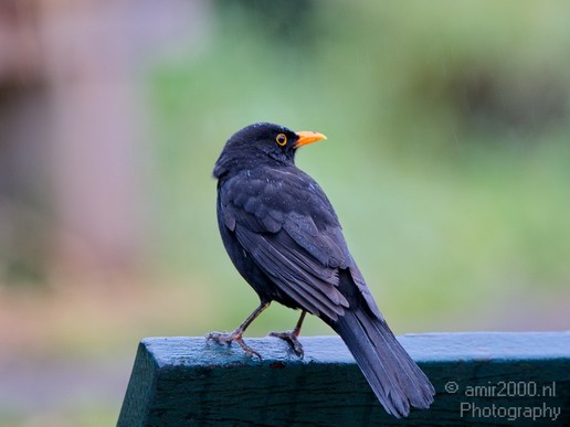 Common_blackbird_nature_Birds_Photography_001_Canon_EOS_5D_Mark_IV.JPG