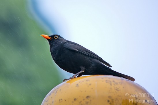 Common_blackbird_nature_Birds_Photography_002_Canon_EOS_5D_Mark_IV.JPG