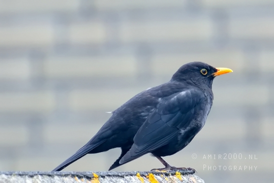 Common_blackbird_nature_Birds_Photography_004_Canon_EOS_5D_Mark_IV.JPG