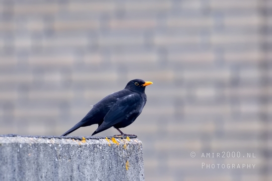 Common_blackbird_nature_Birds_Photography_005_Canon_EOS_5D_Mark_IV.JPG
