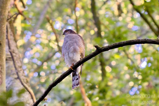 Common_buzzard_nature_Landscape_Photography_001_Canon_EOS_5D_Mark_IV.JPG