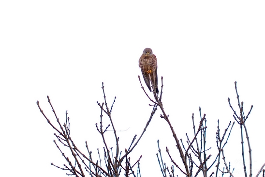 Common_kestrel_Torenvalk_nature_Landscape_Photography_001_Canon_EOS_5D_Mark_IV.JPG