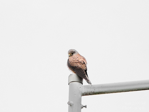 Common_kestrel_Torenvalk_nature_Landscape_Photography_002_Canon_EOS_5D_Mark_IV.JPG