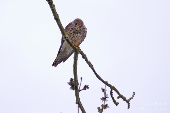 Common_kestrel_Torenvalk_nature_Landscape_Photography_004_Canon_EOS_5D_Mark_IV.JPG