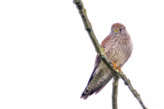 Common_kestrel_Torenvalk_nature_Landscape_Photography_006_Canon_EOS_5D_Mark_IV.JPG