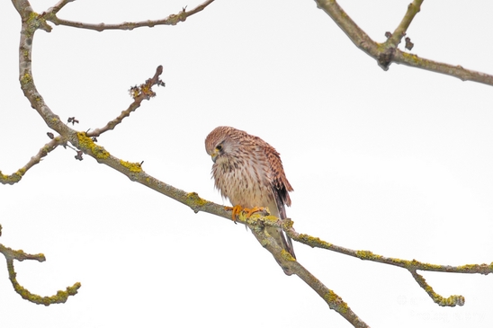 Common_kestrel_Torenvalk_nature_Landscape_Photography_007_Canon_EOS_5D_Mark_IV.JPG