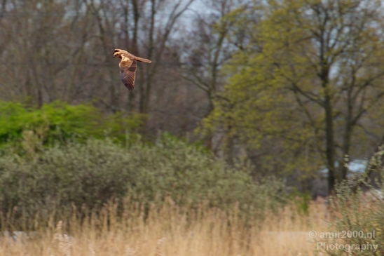 Common_kestrel_Torenvalk_nature_Landscape_Photography_008_Canon_EOS_5D_Mark_IV.JPG