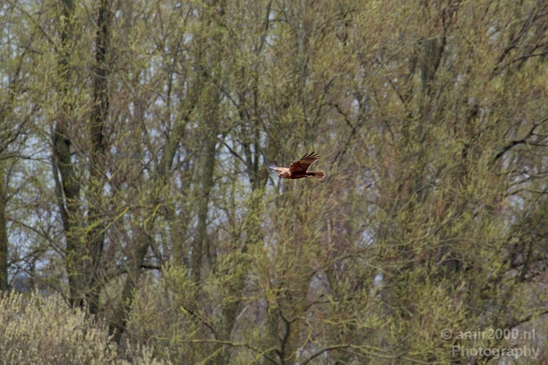 Common_kestrel_Torenvalk_nature_Landscape_Photography_010_Canon_EOS_5D_Mark_IV.JPG