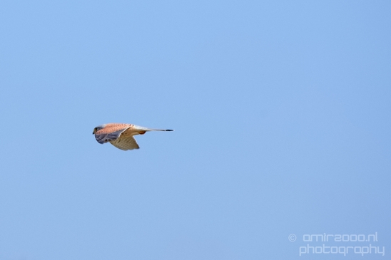 Common_kestrel_Torenvalk_nature_Landscape_Photography_016_Canon_EOS_5D_Mark_IV.JPG