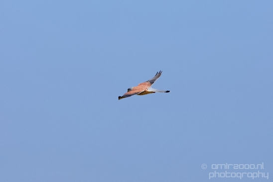 Common_kestrel_Torenvalk_nature_Landscape_Photography_018_Canon_EOS_5D_Mark_IV.JPG