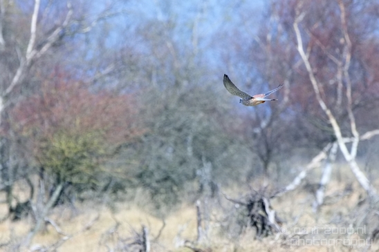 Common_kestrel_Torenvalk_nature_Landscape_Photography_019_Canon_EOS_5D_Mark_IV.JPG