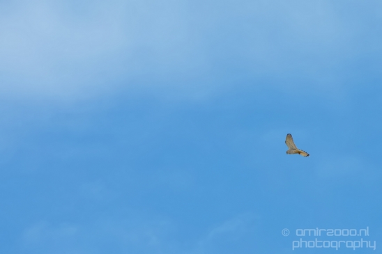 Common_kestrel_Torenvalk_nature_Landscape_Photography_022_Canon_EOS_5D_Mark_IV.JPG