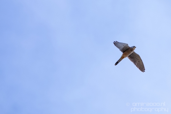 Common_kestrel_Torenvalk_nature_Landscape_Photography_025_Canon_EOS_5D_Mark_IV.JPG