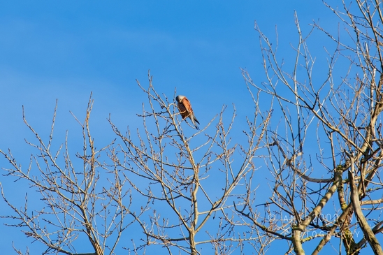 Common_kestrel_Torenvalk_nature_Landscape_Photography_028_Canon_EOS_5D_Mark_IV.JPG