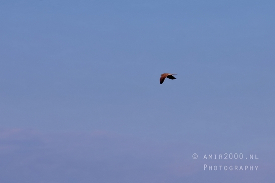 Common_kestrel_Torenvalk_nature_Landscape_Photography_029_Canon_EOS_5D_Mark_IV.JPG