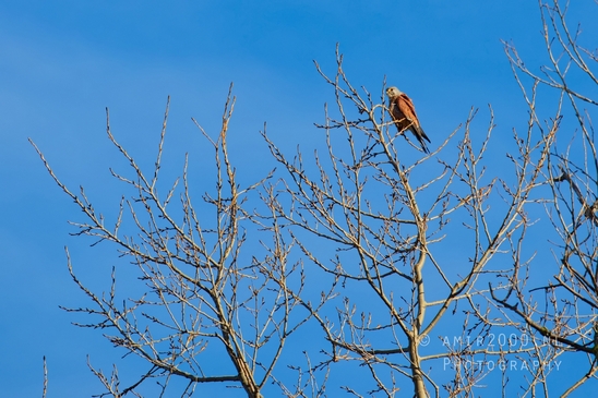 Common_kestrel_Torenvalk_nature_Landscape_Photography_031_Canon_EOS_5D_Mark_IV.JPG