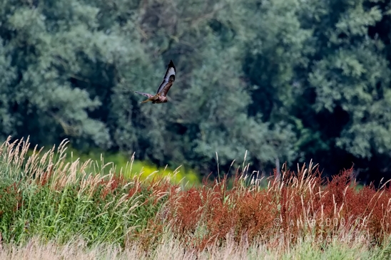 Common_kestrel_Torenvalk_nature_Landscape_Photography_032_Canon_EOS_5D_Mark_IV.JPG
