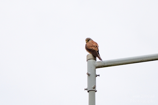 Common_kestrel_Torenvalk_nature_Photography_Landscape_001_Canon_EOS_5D_Mark_IV.JPG