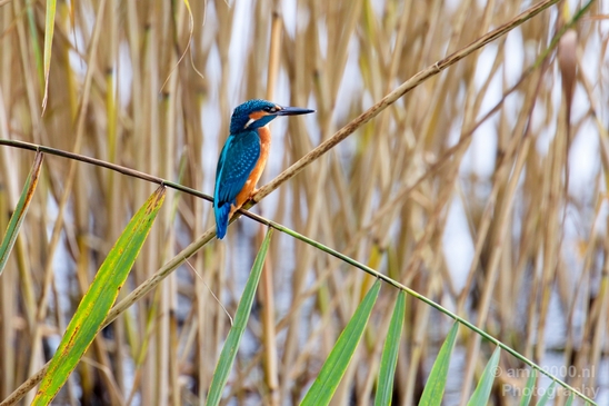 Common_kingfisher_IJsvogel_birds_nature_Photography_001_Canon_EOS_5D_Mark_IV.JPG