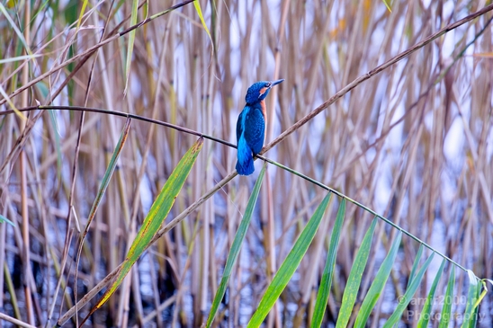 Common_kingfisher_IJsvogel_birds_nature_Photography_004_Canon_EOS_5D_Mark_IV.JPG