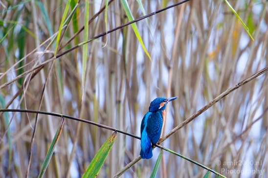Common_kingfisher_IJsvogel_birds_nature_Photography_005_Canon_EOS_5D_Mark_IV.JPG