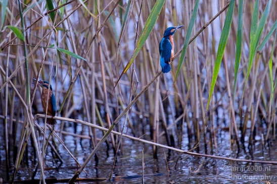 Common_kingfisher_IJsvogel_birds_nature_Photography_007_Canon_EOS_5D_Mark_IV.JPG