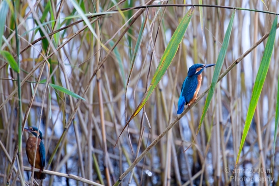 Common_kingfisher_IJsvogel_birds_nature_Photography_008_Canon_EOS_5D_Mark_IV.JPG