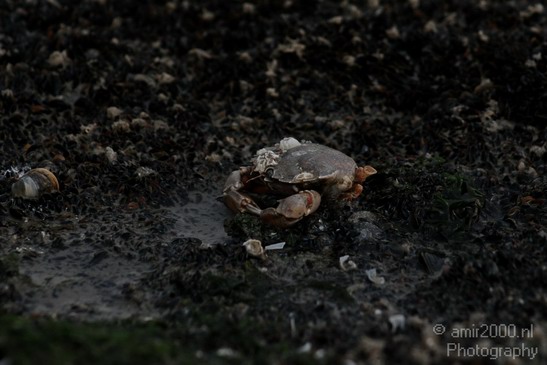 Crab_Nature_Landscape_Photography_001_Canon_EOS_400D_DIGITAL.JPG