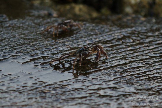Crab_Nature_Landscape_Photography_001_Canon_EOS_7D.JPG