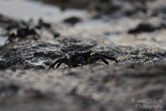 Crab_Nature_Landscape_Photography_003_Canon_EOS_7D.JPG