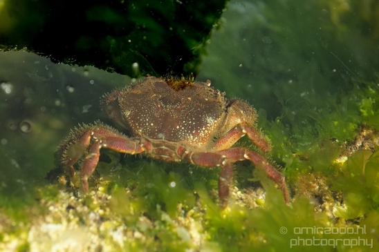 Crab_in_Mediterranean_sea_nature_Landscape_Photography_001_Canon_EOS_5D_Mark_IV.JPG