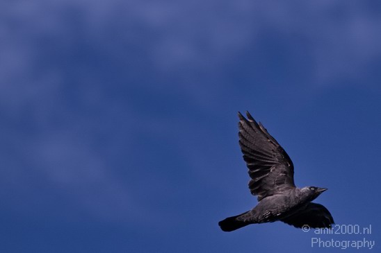 Crow_Nature_Landscape_Photography_004_Canon_EOS_7D.JPG