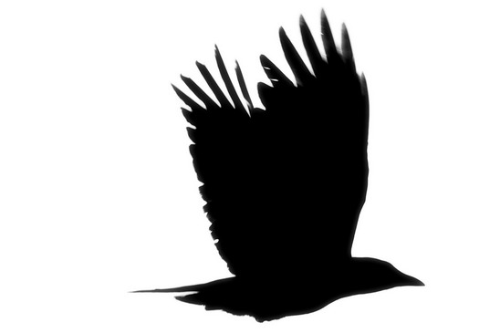 Crow_Nature_Landscape_Photography_005_Canon_EOS_7D.JPG