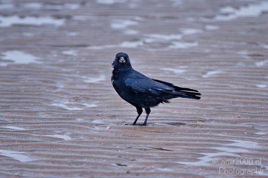 Crow_Nature_Landscape_Photography_007_Canon_EOS_7D.JPG