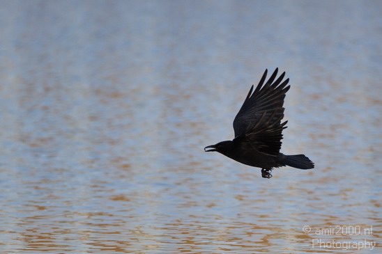Crow_Nature_Landscape_Photography_008_Canon_EOS_7D.JPG