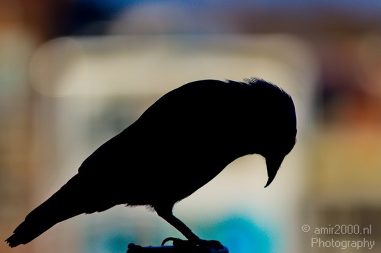 Crow_Nature_birds_animal_Photography_001_Canon_EOS_7D.JPG