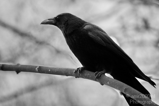 Crow_Nature_birds_animal_Photography_002_Canon_EOS_5D_Mark_IV.JPG