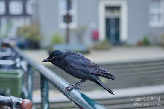 Crow_Nature_birds_animal_Photography_003_Canon_EOS_5D_Mark_IV.JPG