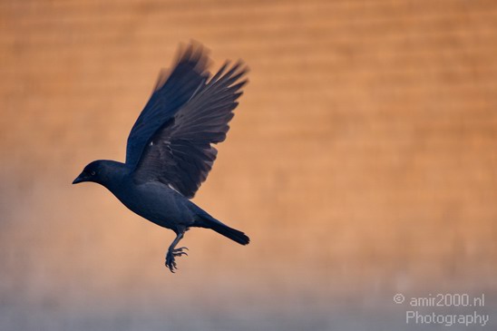 Crow_Nature_birds_animal_Photography_008_Canon_EOS_5D_Mark_IV.JPG