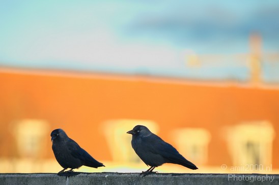 Crow_Nature_birds_animal_Photography_009_Canon_EOS_5D_Mark_IV.JPG