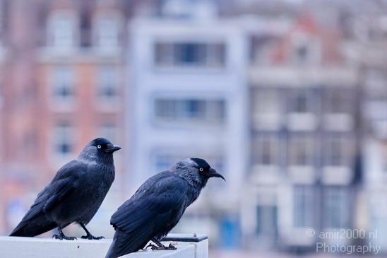Crow_Nature_birds_animal_Photography_010_Canon_EOS_5D_Mark_IV.JPG