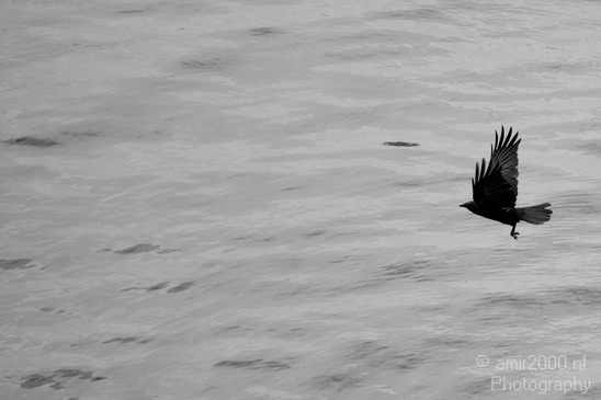 Crow_Nature_birds_animal_Photography_011_Canon_EOS_5D_Mark_IV.JPG