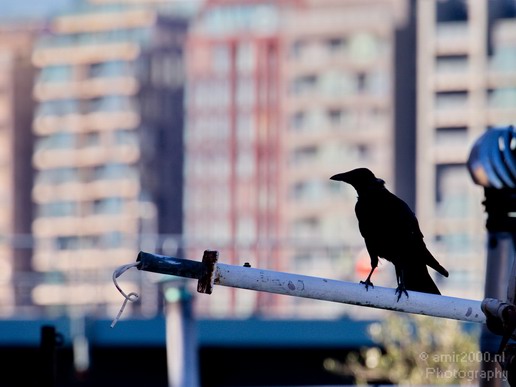 Crow_Nature_birds_animal_Photography_016_Canon_EOS_5D_Mark_IV.JPG