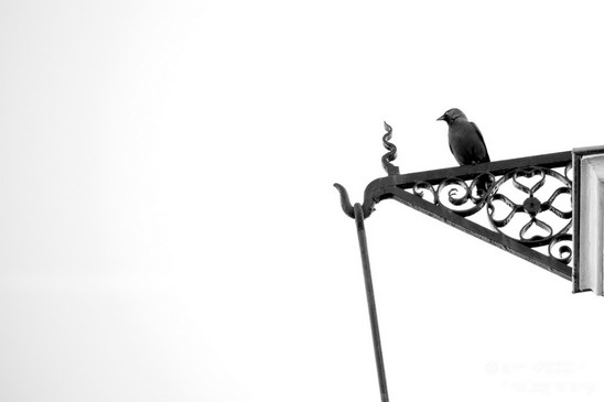 Crow_Nature_birds_animal_Photography_017_Canon_EOS_5D_Mark_IV.JPG