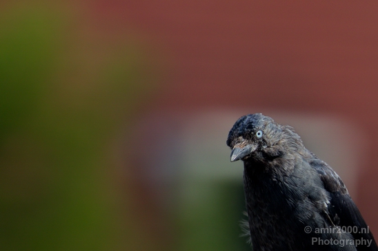 Crow_Nature_birds_animal_Photography_022_Canon_EOS_5D_Mark_IV.JPG