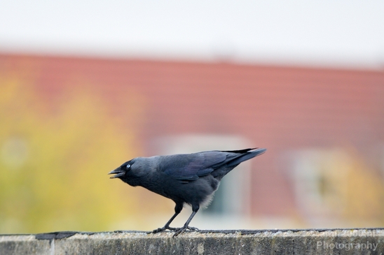 Crow_Nature_birds_animal_Photography_023_Canon_EOS_5D_Mark_IV.JPG
