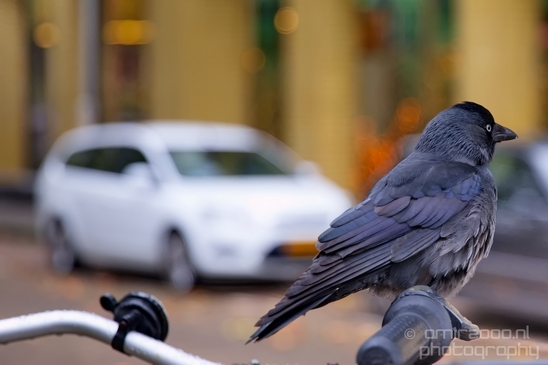 Crow_Nature_birds_animal_Photography_024_Canon_EOS_5D_Mark_IV.JPG